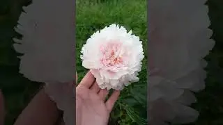 🌺САРА БЕРНАР пион.Обзор сорта.