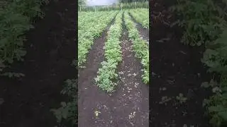 Potatoes🤗
