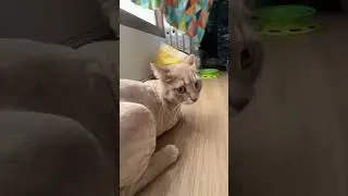 Кот 🐈 скинул шерсть