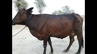 Tag # 3: Rani (Frisian x Jersey)