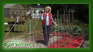 Growing Tomatoes | Volunteer Gardener