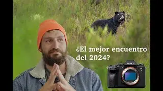 El MEJOR ENCUENTRO de 2024?? Fotografiando al OSO ANDINO