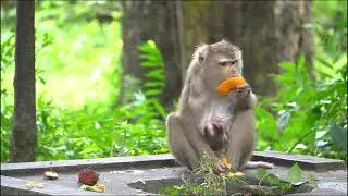 Monkey eating oranges and fruit….lovely here #sharepost #shortsvideo