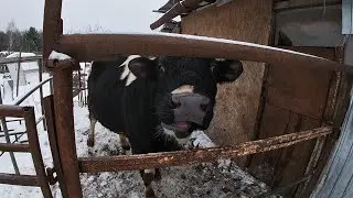ДВУХ ГОДОВАЛЫЙ БЫК, НА ПРОДАЖУ!