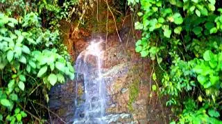 SALENTO QUINDIO Y LOS SONIDOS DEL COCORA