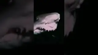 Try Not To Laugh | Funny Video - Strange Wilderness Shark Laugh Laugh Laugh- 01 #Shorts