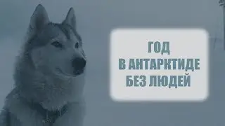 НЕВЕРОЯТНАЯ история ВЫЖИВАНИЯ собак В АНТАРКТИДЕ