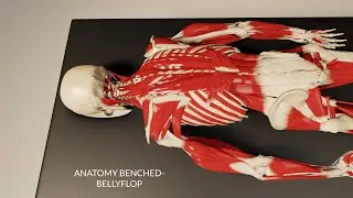Anatomy Benched - Client Bellyflop (3d Anatomy)