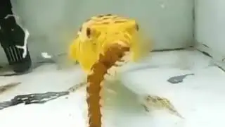 Feesh