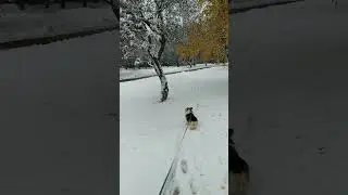 С песелем на прогулке.