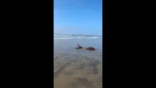 Scary-ass fish! 