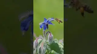 This Edible Flower Tastes Like Cucumber! 