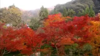 Japanese garden HD