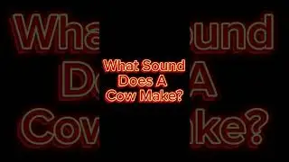 what sound does a cow make