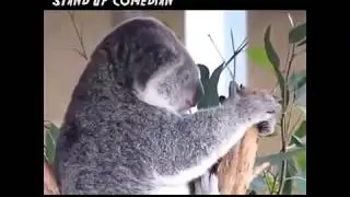 When you try something for the first time and you can't take it (Mirko the koala)