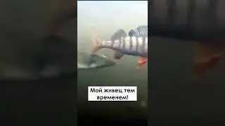 Почему щука не клюет? 