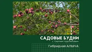 Gardening Days with Sergey Chudopalov. Cherry Plum and Peach