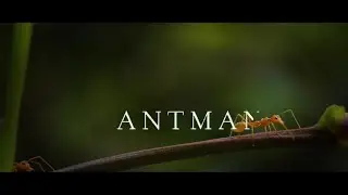 Tutorial WALK BY TEXT (Reveal) in Kinemaster - AJay | ANTMAN Walk By Text Reveal | Marvel movie