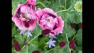 Romantische liefhebberstuin met een groot sortiment planten. Rozen, vaste planten en bloembollen