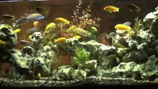 Aquarium Video 2 - Sugar Plum Dark Mix - San Antoino, TX