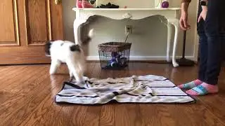 Teaching a “Place” Cue - Step One
