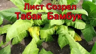 Созревание Зелёнолистных  сортов табака.