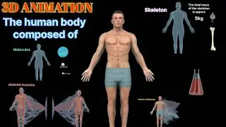 composition of human body #composition #3danimation #chemicalcomposition #3danatomy