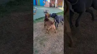 ATÉ QUANDO SOU MORD*DO SAIO COMO ERRADO #cachorro #pitbull #bully #pet