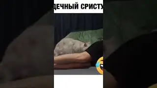 #тренды #cat #шортс #шортс #топ #котики