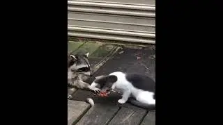 Кот отбивается от грабителей