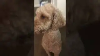 I say disco#dog