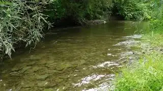 Лесная река (Forest river). Relax