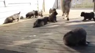 Eurasier puppies 4 weeks old
