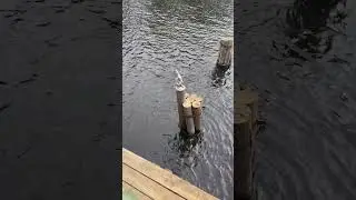 Забросишь на зайца с 1 попытки?