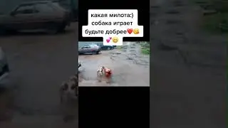 😂Собака играет #Shorts #TikTok #Мемы