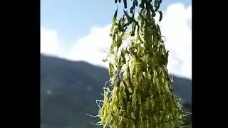 Grass shopper