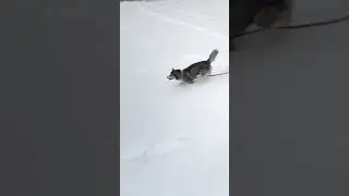 Догони меня, если сможешь! ( смотрим до конца).