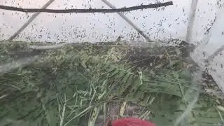 [KBJ 팬더클래스] Korean BJ Live PandaClass EP 17Highlight | #jinricp #pandaclass #kbj #koreanlive #fancam