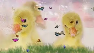 🐻🐻🐻Magic Ducklings lullaby for children/Sweetbaby