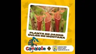 Planta Carnívora: La planta de jarro dulce de montaña