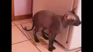 ГОВОРЯЩИЙ КОТ