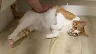 Korean heated floor gives a pass for belly rub