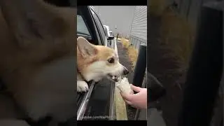 Funny Dog 29 #shorts