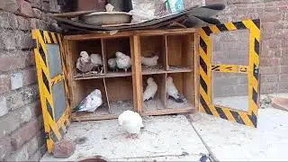 કબૂતર નૂ ધર બનાવ્યૂ વીડીયો છેલે સૂધી જોજો