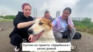 Султан из приюта «Щербинка» обрёл семью! Проект помощи Собака Юзао 