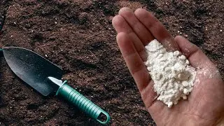 Теперь я обеззараживаю свои грядки только этим раствором - это мощное обеззараживающее средство!