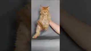 Котик мейн-кун. Красный солид. Доступен.