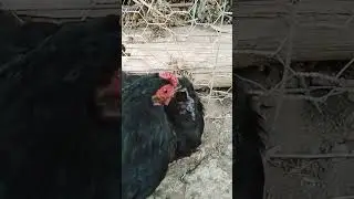 super guilty #shorts #guilty #lol #funny #animals #australia #crazy #viral #sub