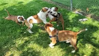 STAFFORDSHIRE Bull Terrier puppies playing, 22 weeks. Shasta brothers Nor Cal 4
