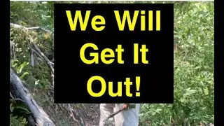 Cross Cut Saw Trail Work; Diaries from a greenhorn sawyer. Tan Oak Tree #2